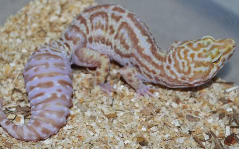 Adult Albino Snow Leopard Geckos