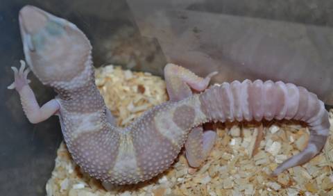 Medium Snow Rainwater Albino Leopard Geckos