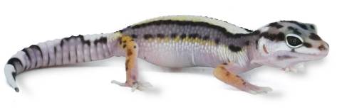 Baby Striped Mack Snow Leopard Geckos
