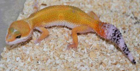 Medium Super Hypo Tangerine Leopard Geckos