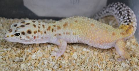 Adult Eclipse Enigma Leopard Geckos