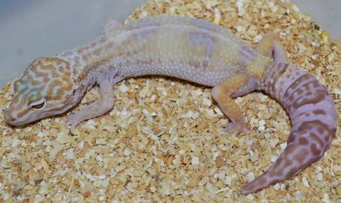 Adult Male Tremper Albino Leopard Geckos w/regrown tails