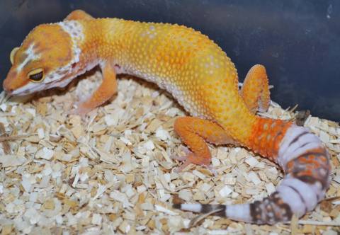 Baby Tremper Sunglow Leopard Geckos