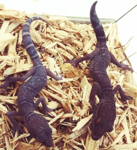 Yingde Leopard Geckos