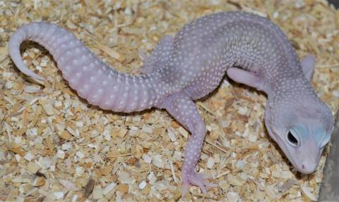 Adult Snow Eclipse Enigma Leopard Geckos