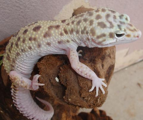 Adult Female Snow Eclipse Leopard Geckos