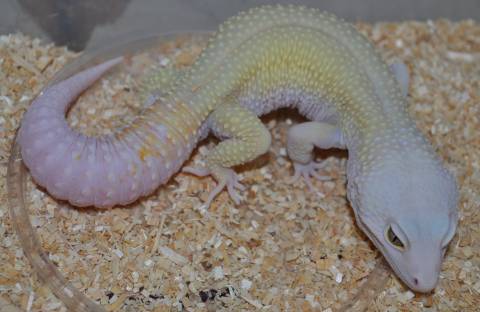 Adult Rainwater Albino Patternless Leopard Geckos w/regrown tails