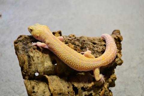 Adult Male RAPTOR Leopard Geckos