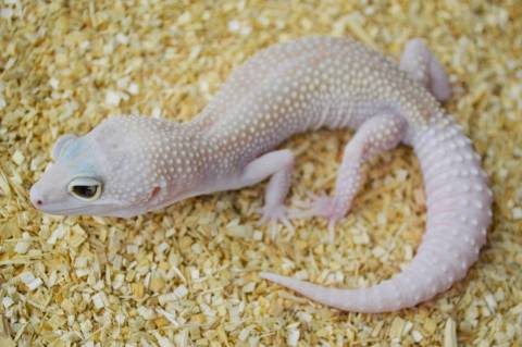Adult Male Eclipse Enigma Leopard Geckos