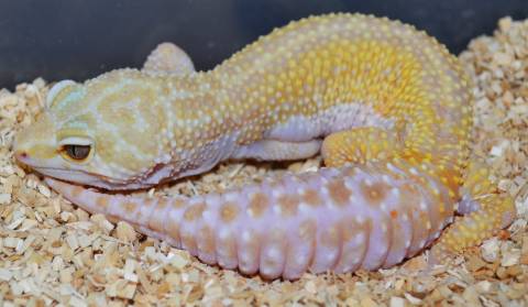 Adult Female Raining Red Stripe Leopard Geckos