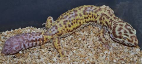 Adult Bell Albino Leopard Geckos w/regrown tails