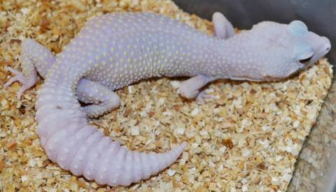 Adult Female Tremper Blazing Blizzard Leopard Geckos