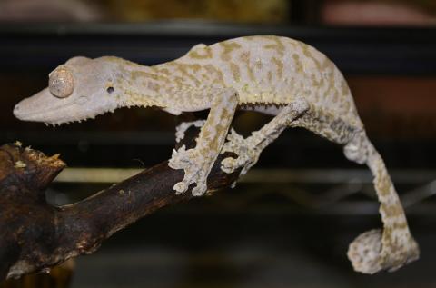 Adult Henkels Leaf Tailed Geckos