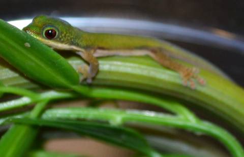 Baby Lined Day Geckos