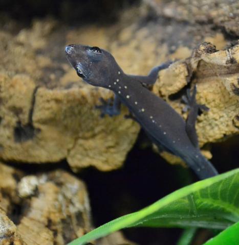 Australian Velvet Geckos