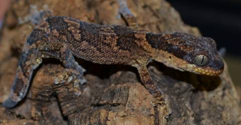 Tanzanian Velvet Geckos w/regrown tails