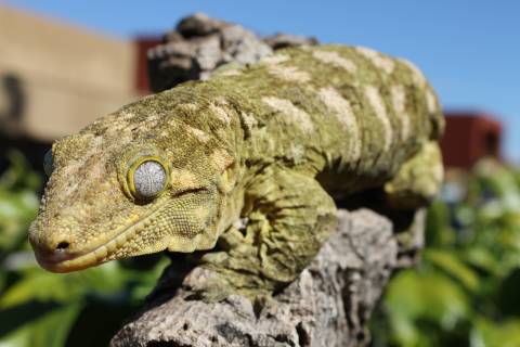 Adult Female Leachianus Geckos