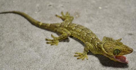 Green Eyed Geckos