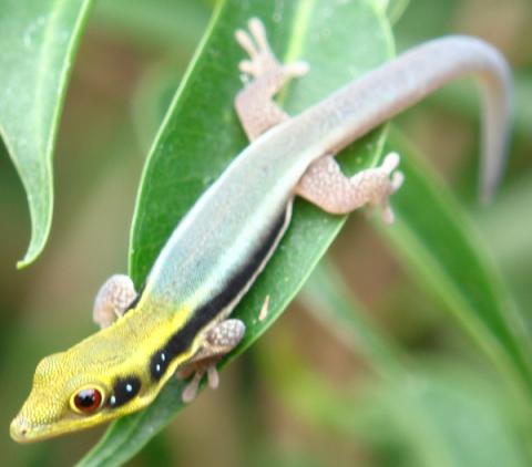 Baby Neon Day Geckos (klemmeri)