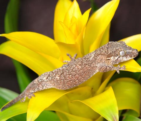 Small Gargoyle Geckos