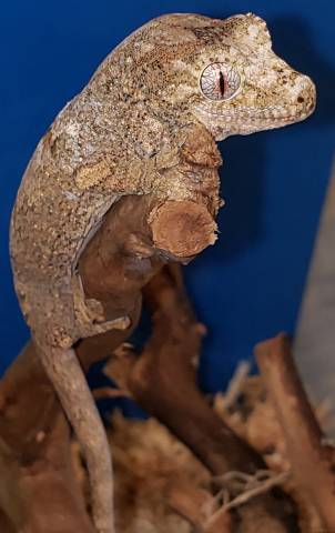 Baby High Red Mainland Mossy Prehensile Tailed Geckos (chahoua)