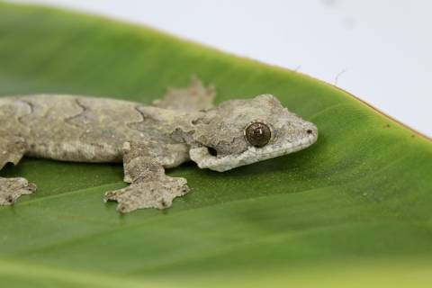 Flying Geckos w/regrown tails, nicks