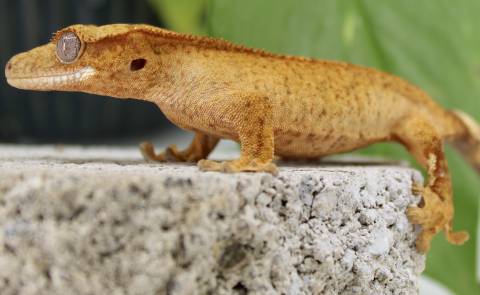 Small Brindle Crested Geckos
