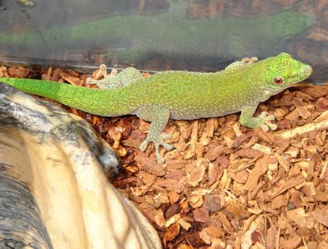 Sub Adult Kochs Giant Day Geckos 