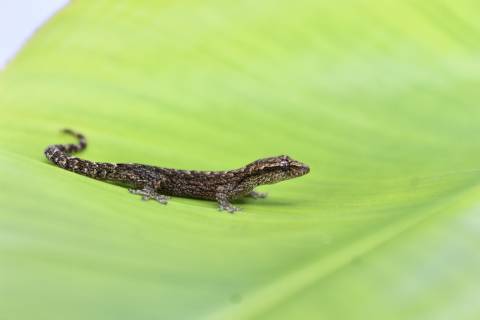Yellow Bellied Mourning Geckos