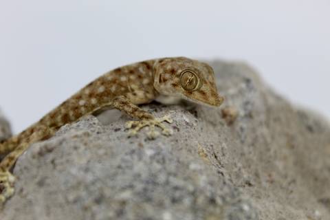 Fan Footed Geckos