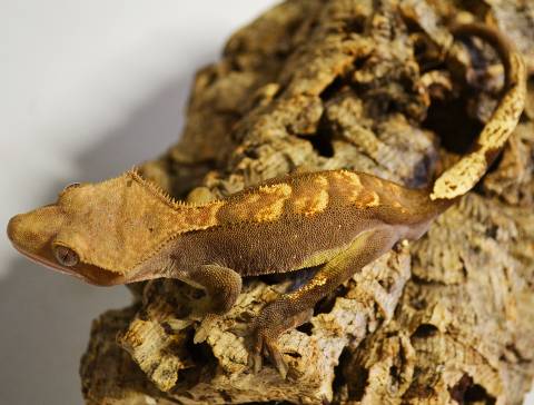 Adult Flame Crested Geckos