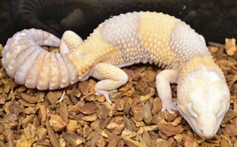 Sub Adult Albino African Fat Tailed Geckos