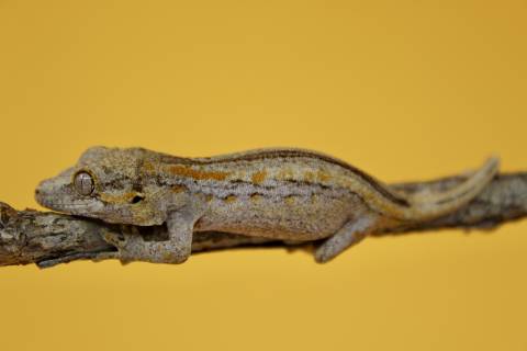 Baby Striped Gargoyle Geckos