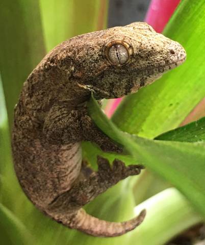 Baby Leachianus Geckos