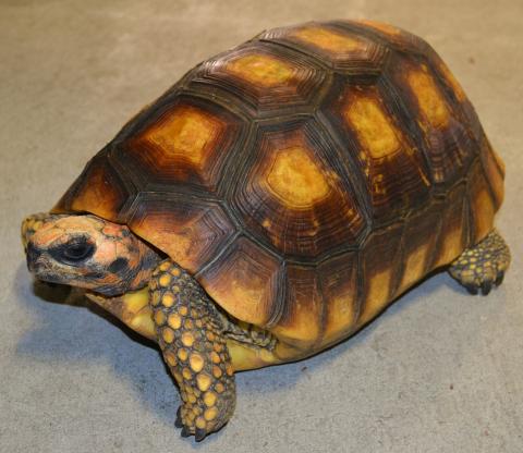 Sub Adult Yellow Foot Tortoises