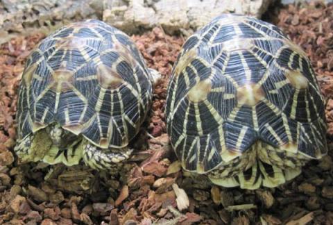 Indian Star Tortoises