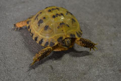 Small Russian Tortoises