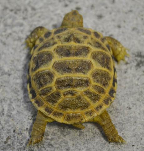 Baby Russian Tortoises w/extra scutes