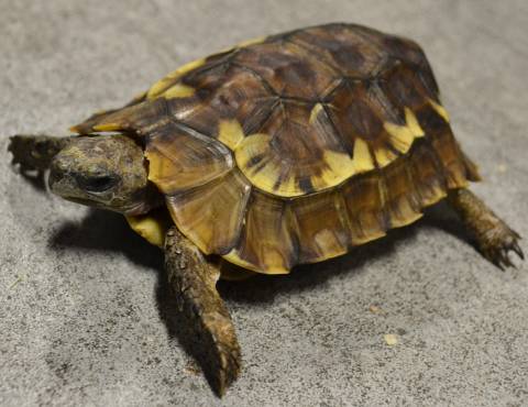Small Serrated Hinge-back Tortoises