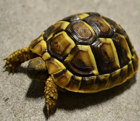 Small Eastern Hermanns Tortoises