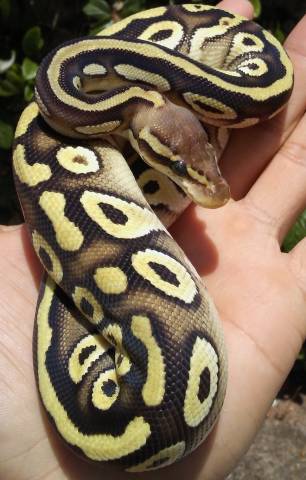 Baby Pastave Ball Pythons