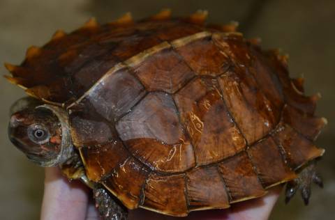 Asian Spiny Turtles