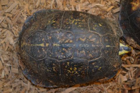 Adult Gulf Coast Box Turtles w/dinged shells