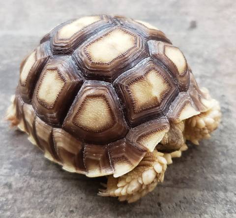 Baby Sulcata Tortoises Het for Albino