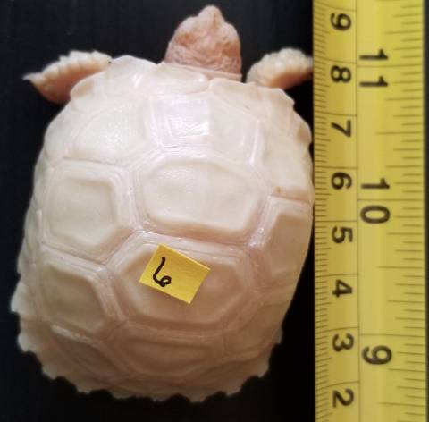 Baby Albino Sulcata Tortoises