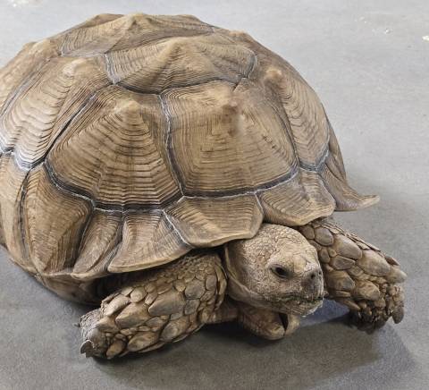 Adult Male Sulcata Tortoises