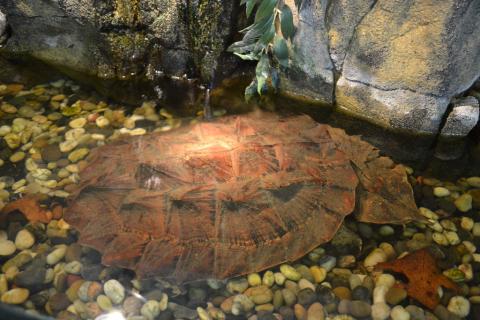 Large Mata Mata Turtles