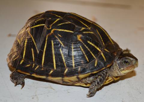 Small Florida Box Turtles