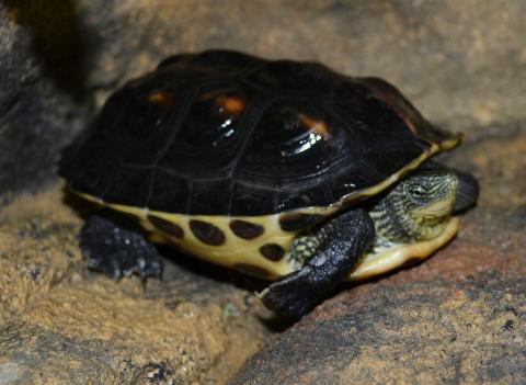 Golden Thread Turtles