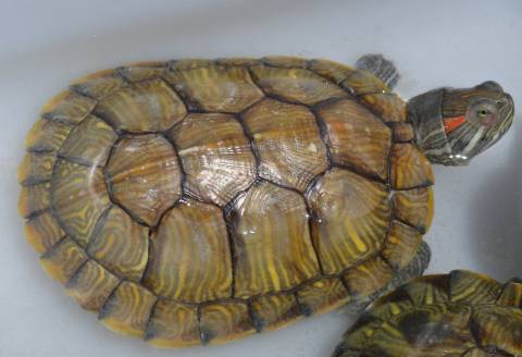 Medium Red Ear Sliders